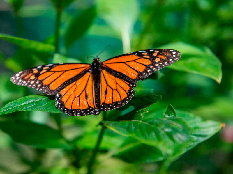 Australian Butterfly Sanctuary Cairns s0em8be9
