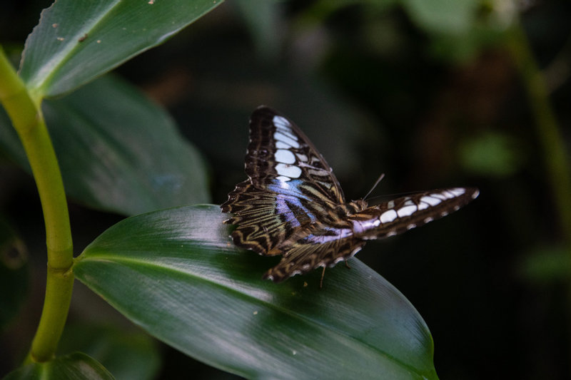 KL Bird Park, Butterfly Park and Garden Tour with Scenic Buggy Ride zXsT6aaL
