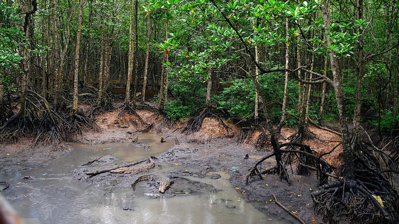 Explore Monkey Island - Can Gio Biosphere Reserve Day Tour zJt2pytZ