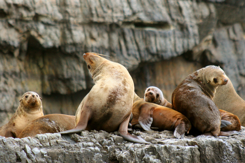 Tasman Island Cruises Full Day Tour from Hobart Z1tsrqMJ