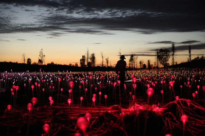 Field of Light Sunrise Tour jxiggpwC