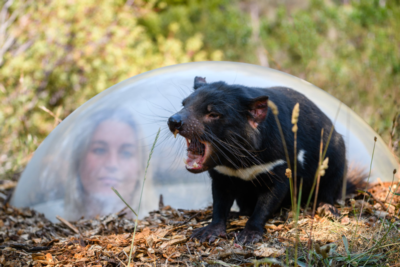 Tasmanian Devil Unzoo Admission in Tasmania WKtodAl6