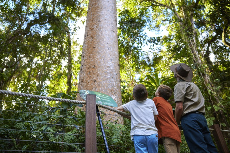 Skyrail Rainforest Cableway and Kuranda Scenic Railway Tickets aoCWsnJC