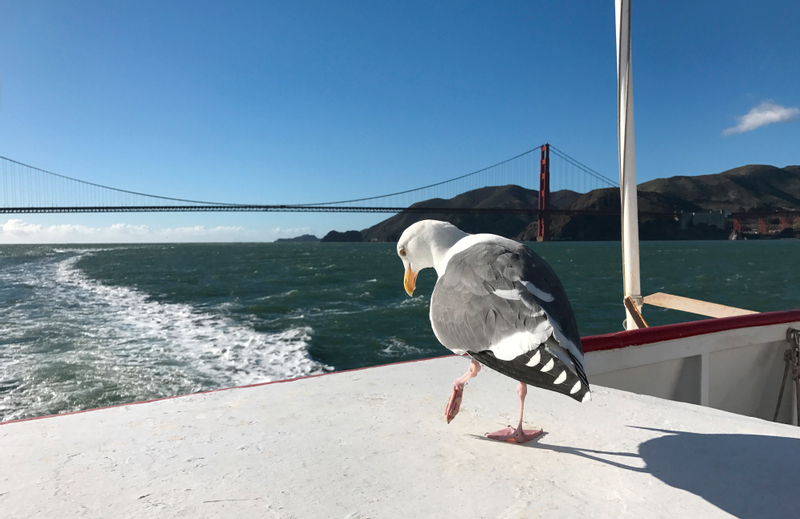 Golden Gate Bay Cruise in San Francisco KYXxfyhs