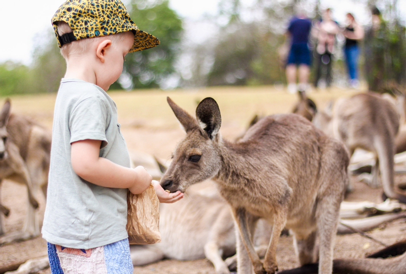 Lone Pine Koala Sanctuary Entry Ticket ZQTqBAg8