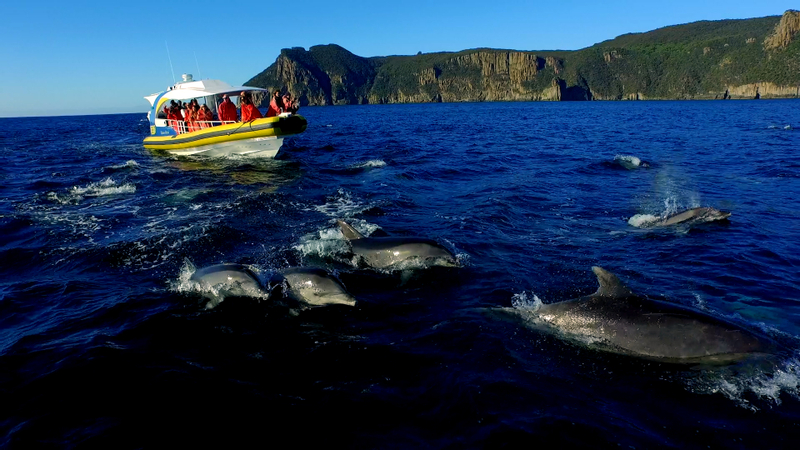 Tasman Island Cruise Tour from Port Arthur YlhHApjx