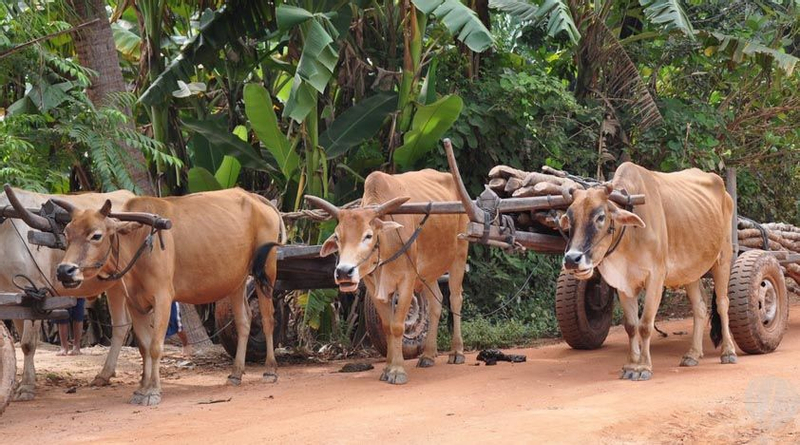 Siem Reap Cambodian Village Half-Day Private Cultural Experience LLCS6ohB