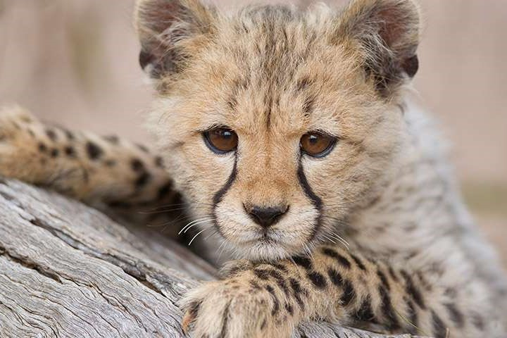 Monarto Safari Park Ticket BLJezKyn
