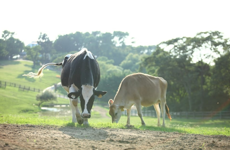 Miaoli: Flying Cow Ranch Ticket  9nV9HbgN