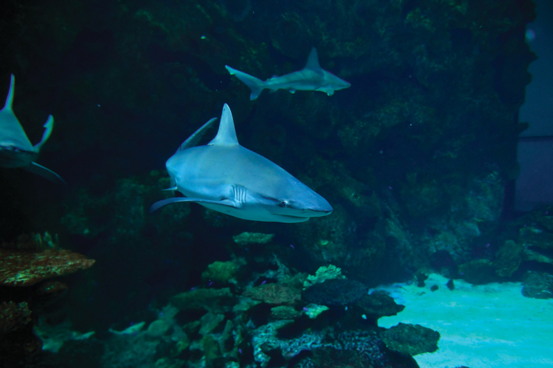 Shark Reef Aquarium Admission in Las Vegas yaz60VfW
