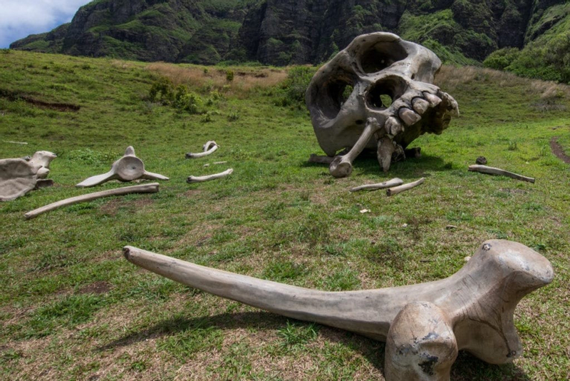 Best of Kualoa Experience Ultimate Tour in O'ahu tK07nUcB