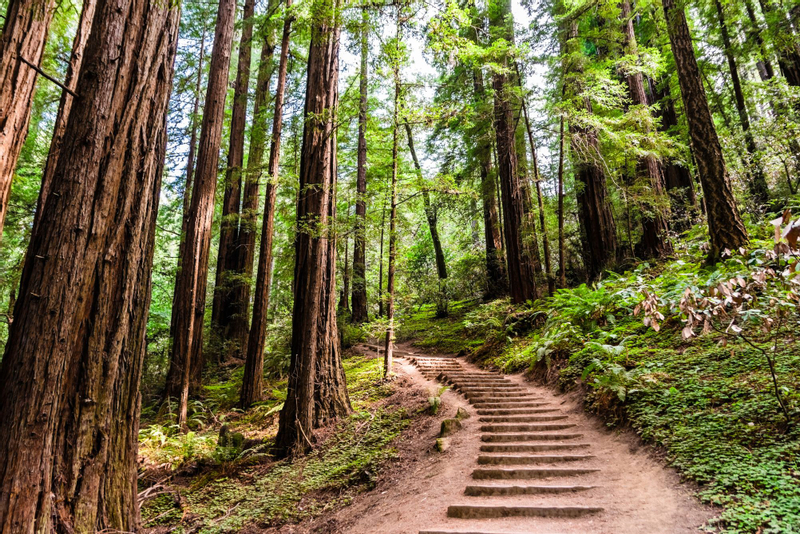 Muir Woods Redwood Forest and Sausalito Tour from San Francisco 67w3VuOs