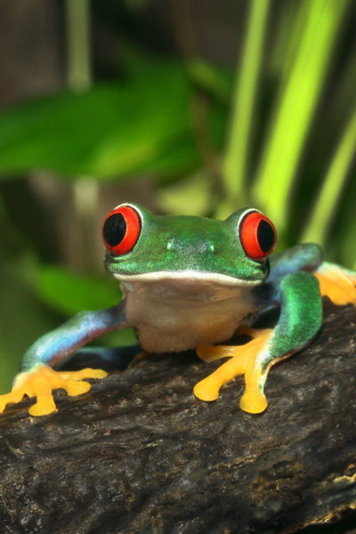 ARTIS Royal Zoo Admission in Amsterdam t99lAVHm