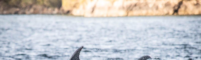Doubtful Sound Wilderness Cruise Guided Day Tour InzDp1cW