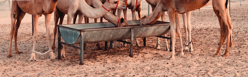 Abu Dhabi: Desert Safari with BBQ, Belly & Tanoura Dance sRfnLmyD