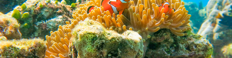 Phuket : Phi Phi, Maya & Bamboo Day Tour with Premium Speedboat Ql5oy97o
