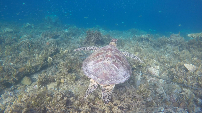Palawan Port Barton Island Hopping Tour ipUsXOwE