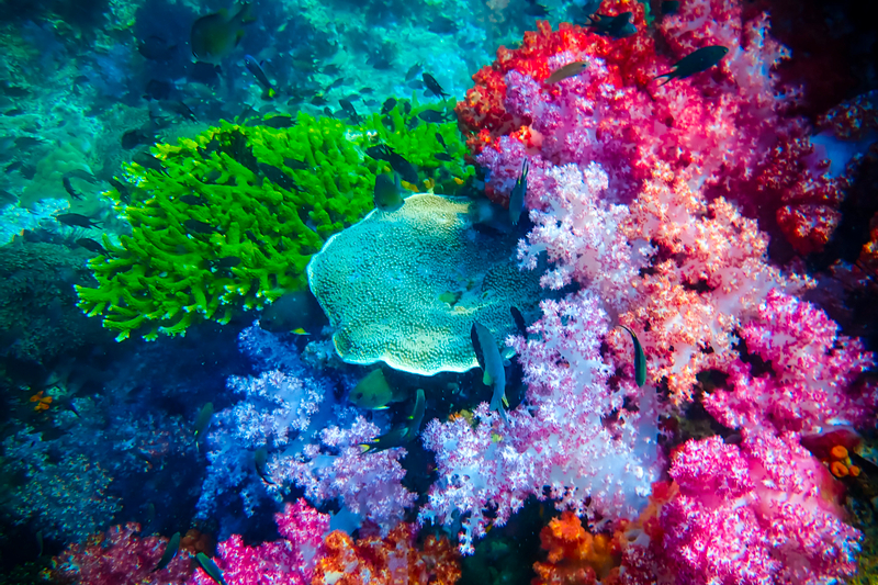 Koh Lipe Island Hopping Tour by Longtail Boat npxffitZ