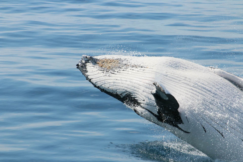 Whale Watching Experience in Augusta BuUNcNqq