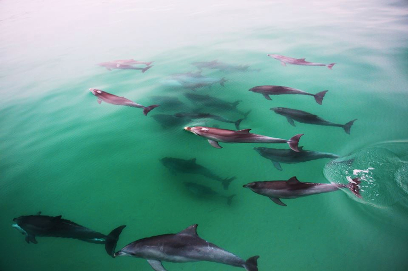 Temptation Dolphin Cruise in Glenelg from Adelaide L5uKYX9w