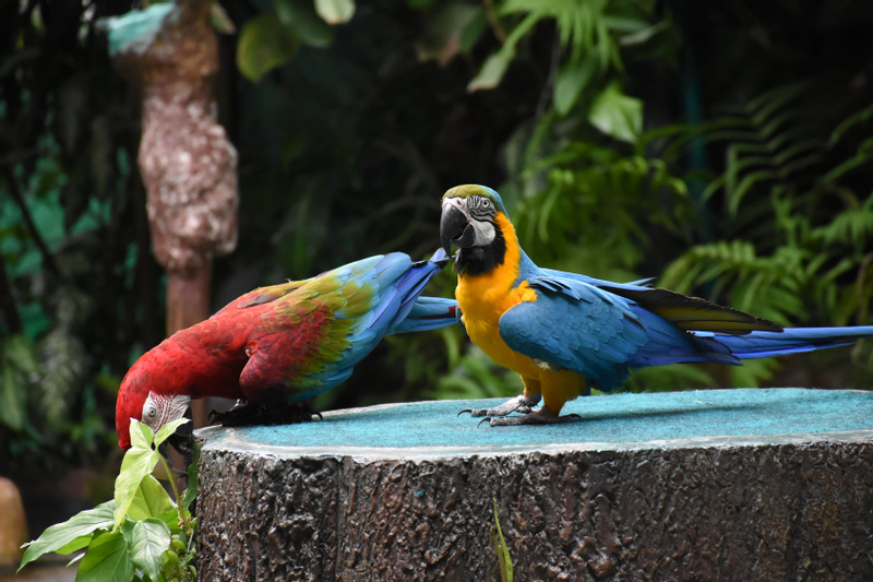 Khao Kheow Open Zoo Private Tour Ngb9H89f