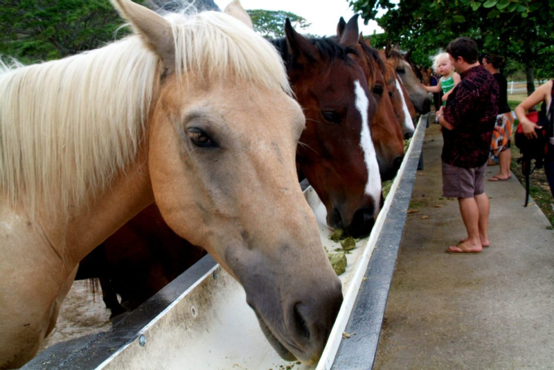 Kualoa Jurassic Valley Horseback Guided Tour xf1wb2aa