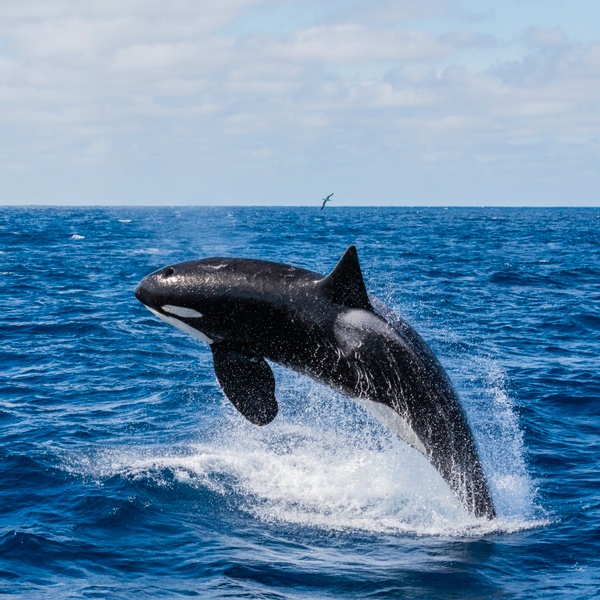 Bremer Canyon Killer Whale Expedition 9mIKtlv3