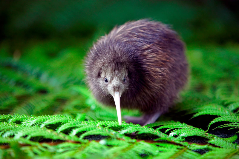 National Kiwi Hatchery - Kiwi Encounter Tour qDaTiNLO
