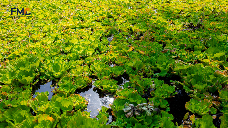 Lung Ngoc Hoang Nature Reserve Half-Day Tour From Can Tho  LHoBq9VI