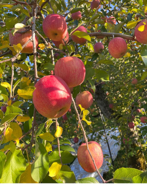 Yoichi Fruit Picking & Shakotan Peninsula Cape Kamui Insightful Day Trip (From Sapporo) ePRi3wes