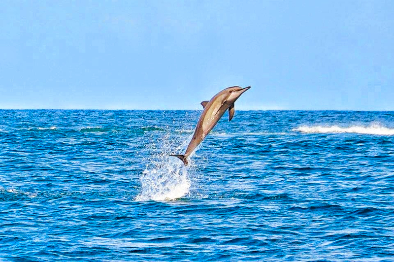 Swimming with Wild Dolphins, Lunch on Benitiers Island & Transfer in Mauritius oeQS1Kbs