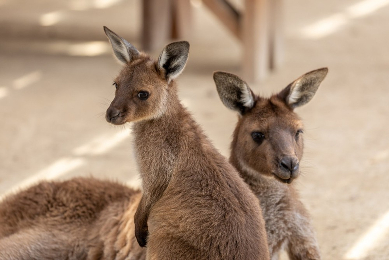 Sydney:Small Group Blue Mountains Day Tour with Koala & Scenic World XJu1xdIS