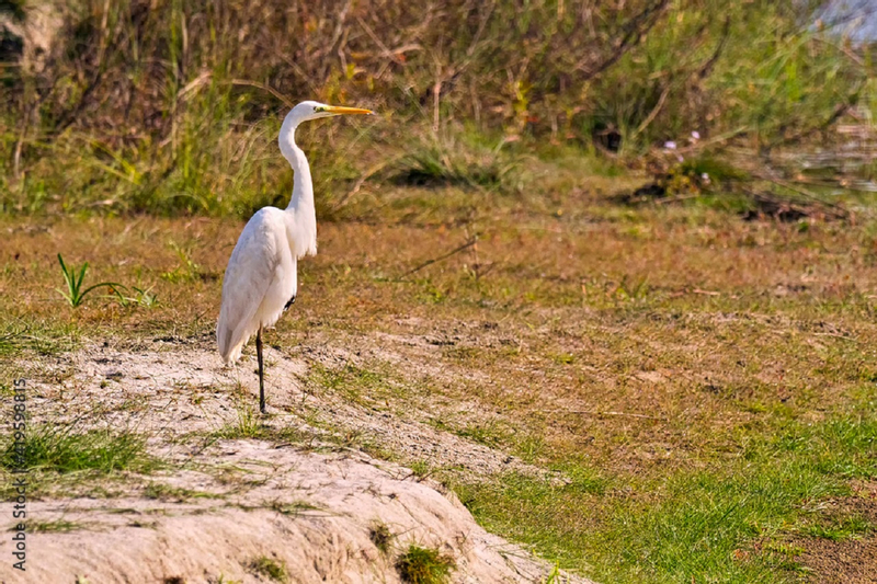 From Kathmandu: 3-Day Wildlife Safari Adventure Tour yWOLkdxM