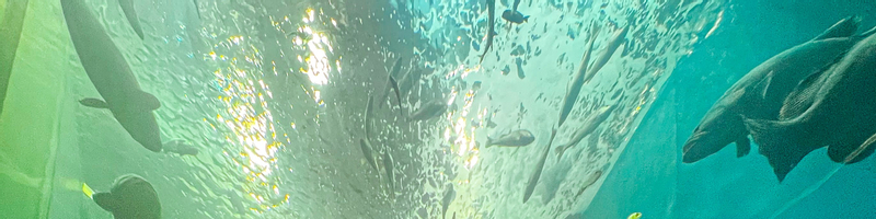 Pattaya Rayong Aquarium Full-Day Small Group Tour G38yOrMT