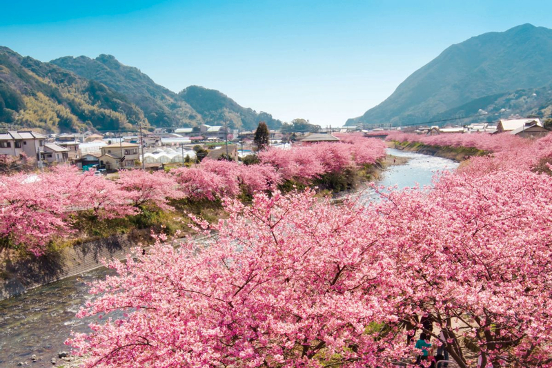 Tokyo Departure: Izu/Atami Customized Private Car Day Tour hdXaDDNk