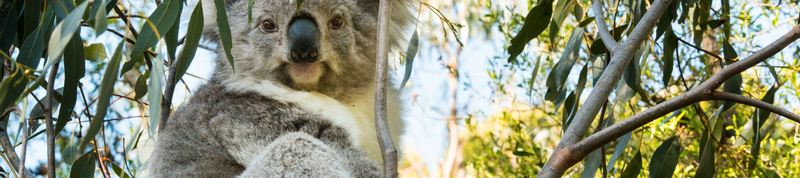 3D2N Great Ocean Road and Grampians Explorer in Melbourne DiPgHUTR
