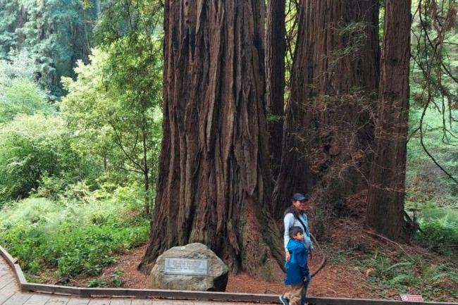 San Francisco Muir Woods & Alcatraz Full-Day Guided Tour OtZUbzhl