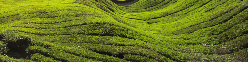 Cameron Highlands Half-Day Mossy Forest and Tea Plantation Tour farsPC9d