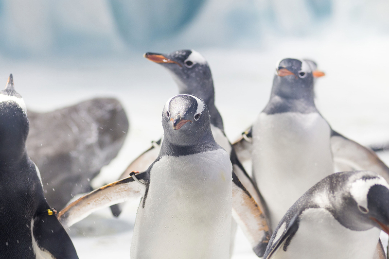 Sea Life Konstanz Ticket IinCzqcD