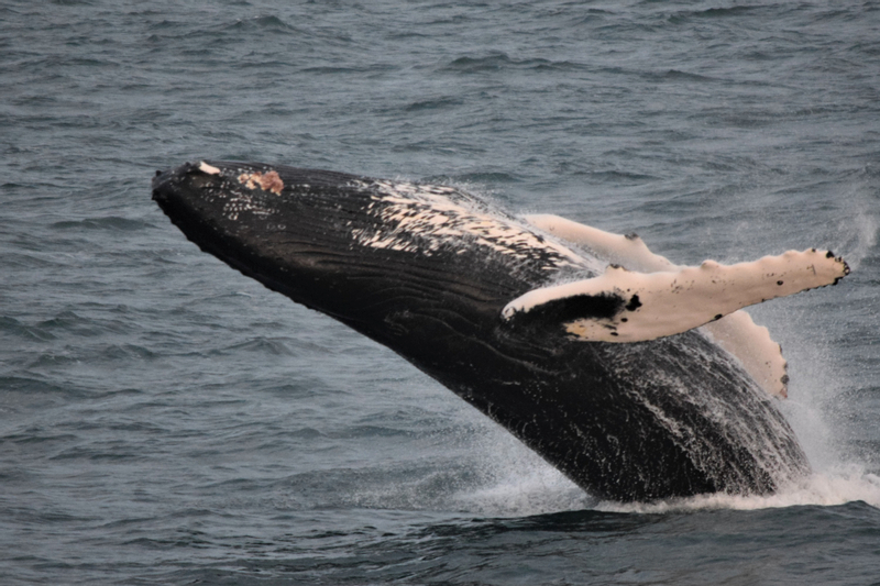 Half-Day Whales and Puffins Cruise Combo Tour in Reykjavik 1fac5Me7