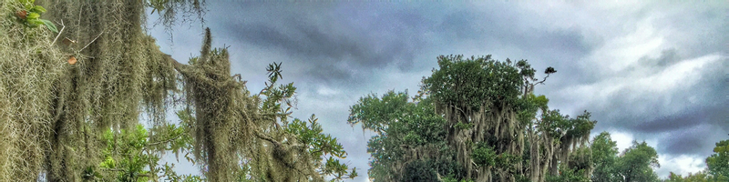 New Orleans Swamp and Bayou Sightseeing Boat Tour RVwnChjw
