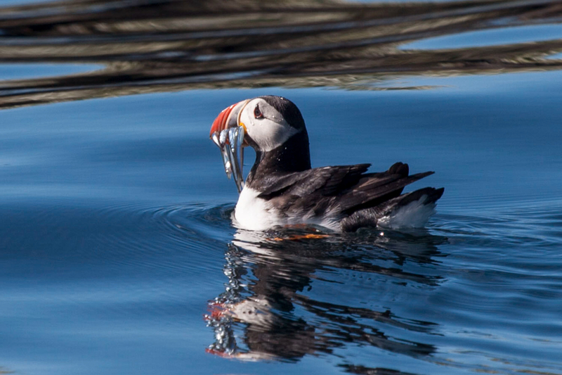Puffin Express Tour with Regular Boat in Reykjavik Y4V5pg9m