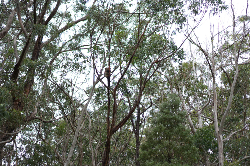 Great Ocean Road Full-Day Private Tour HIeGjfmb