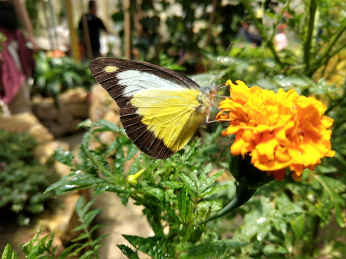 Cameron Highlands Full Day Sightseeing Tour HqbmYKSI