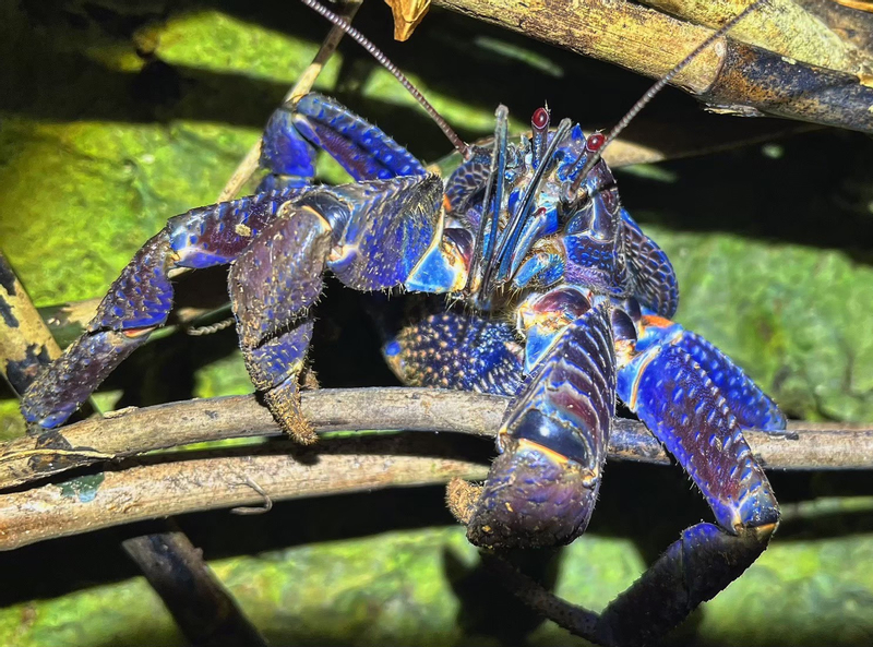 Miyakojima Subtropical Jungle & Stargazing Night Tour (Okinawa) lNW8A6Dl