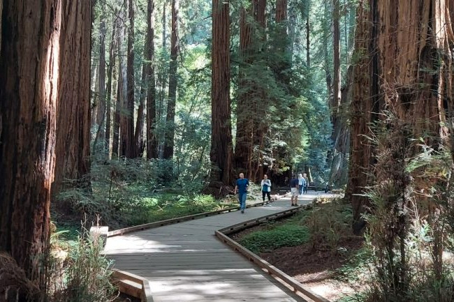 Muir Woods and Sausalito Half-Day Small Group Tour GydFEpzo