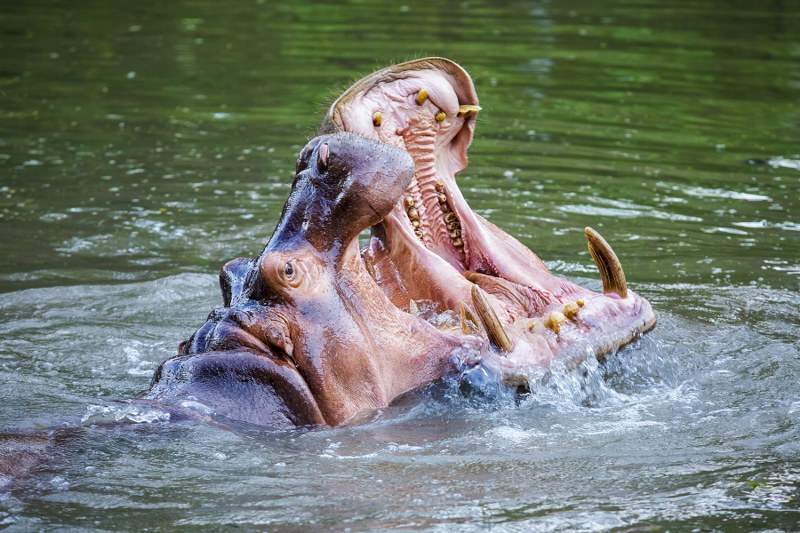 Day Tour Khao Kheaw Open Zoo From Pattaya or Bangkok by TTD GLOBAL 0gSJeK6V