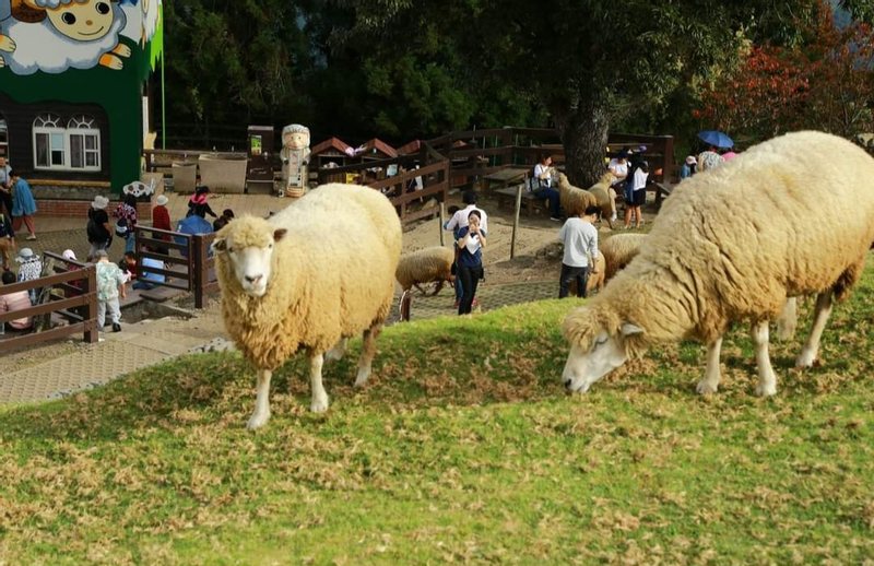 Qingjing Farm and Gaomei Wetlands Tour From Taichung (Hotel Pick Up) HX45tFns