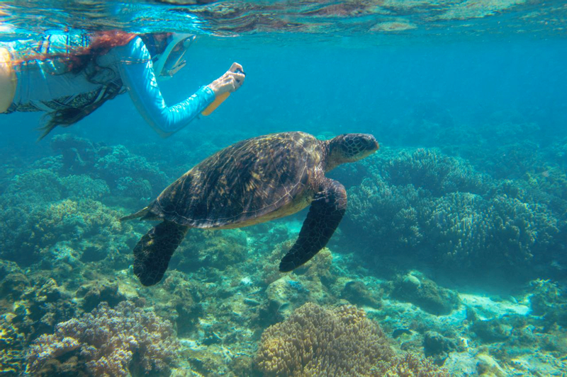 Panglao Virgin & Balicasag Islands Half-Day Snorkeling Tour BwIzGko9