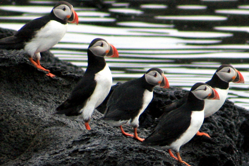 Puffin Watching Express Tour by RIB Speedboat in Reykjavik ofNoM9h9